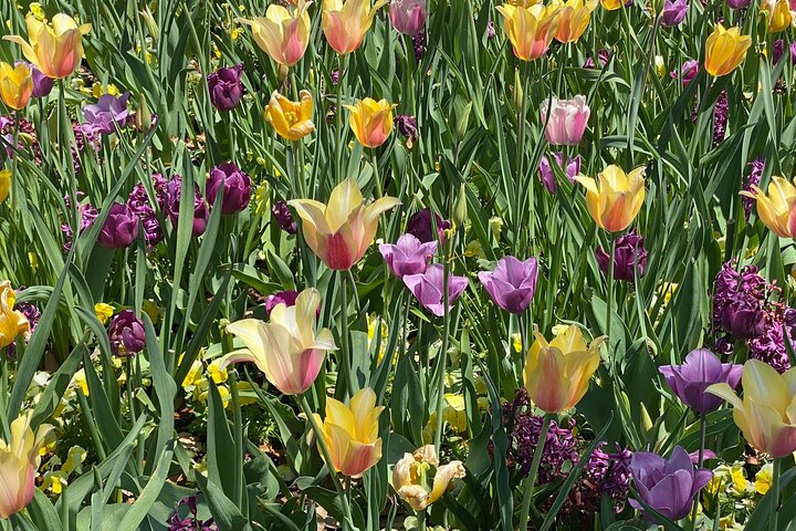 Dallas Arboretum and Botanical Gardens Tour - Photo 1 of 25